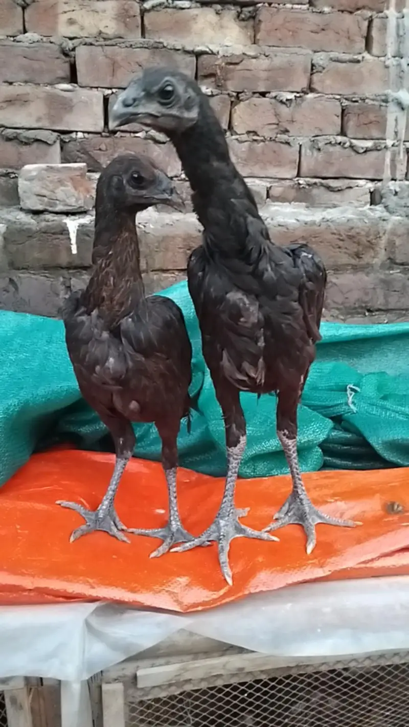 Black dragon pair — photo 2