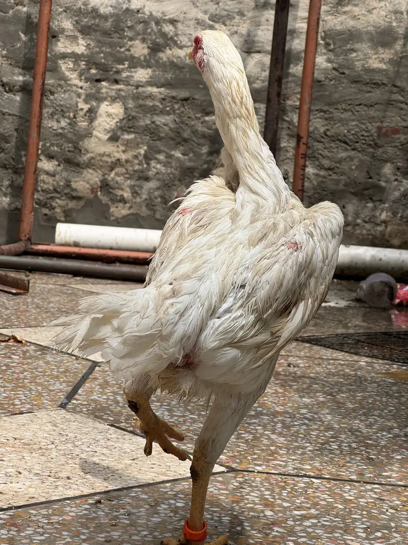 100% pure Thai dragon and white Shamo females — photo 2