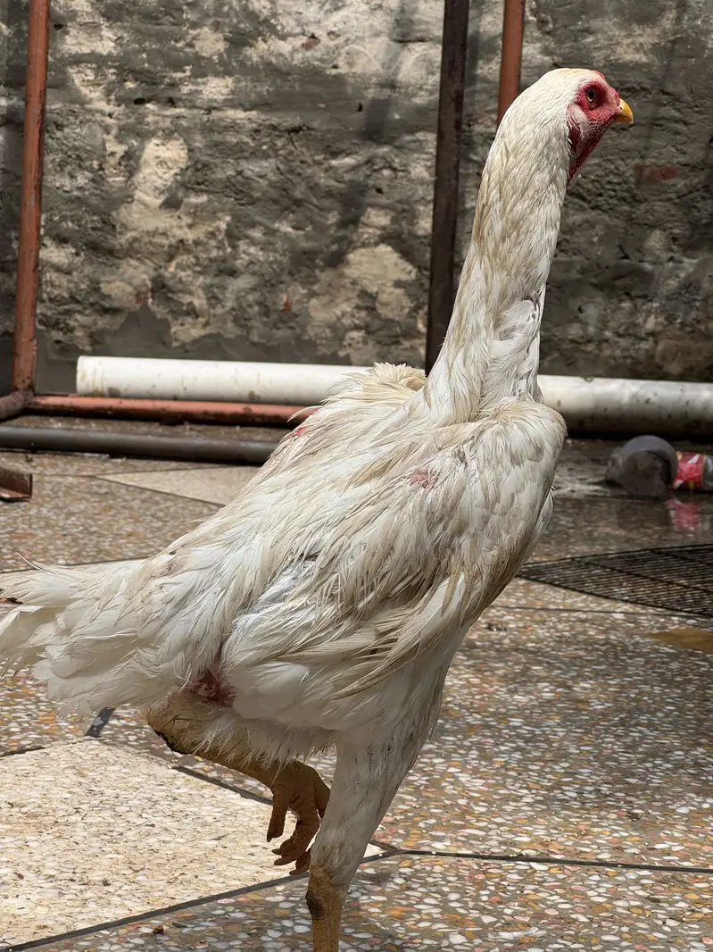 100% pure Thai dragon and white Shamo females — photo 3