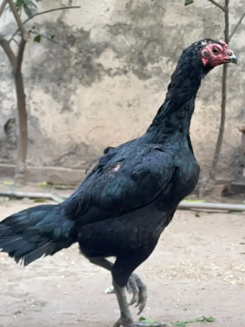 100% pure Thai dragon and white Shamo females — photo 4