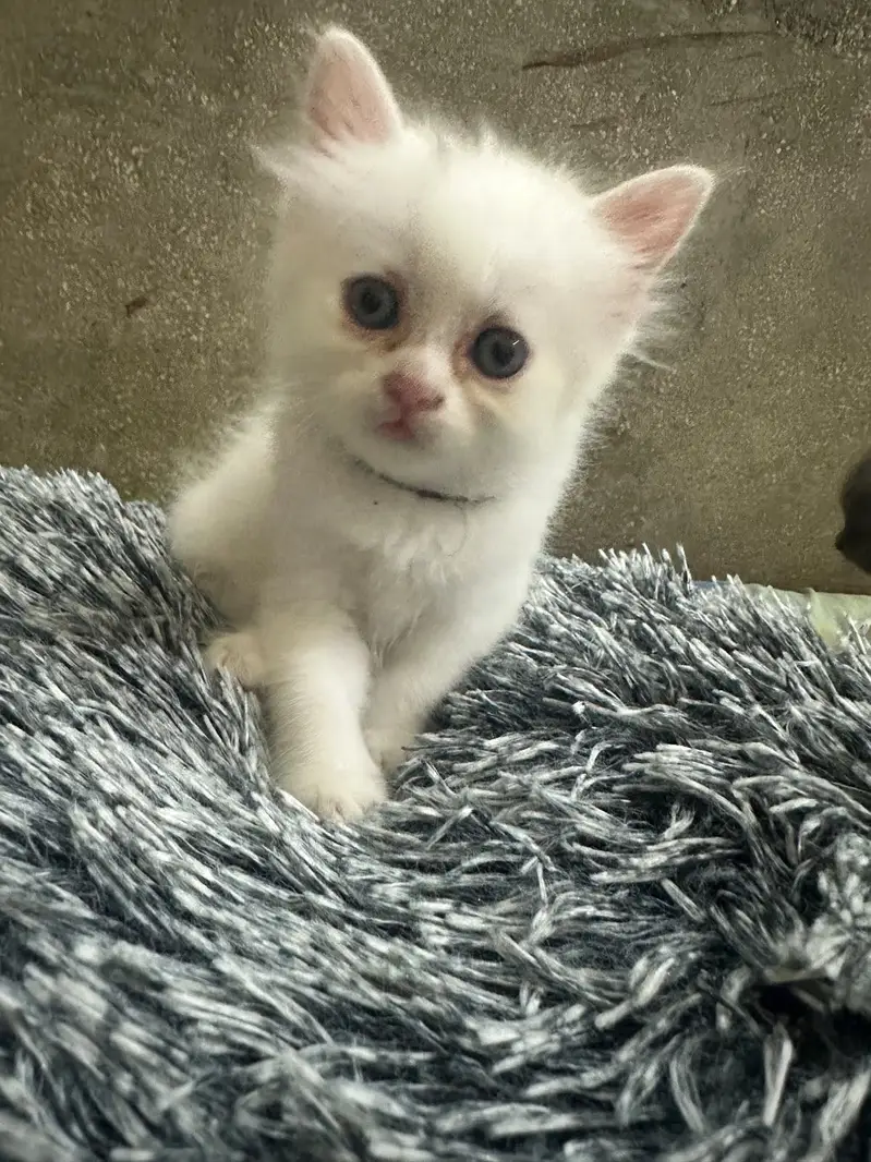 Persion kitten for sell Available in Grey or white colour — photo 2