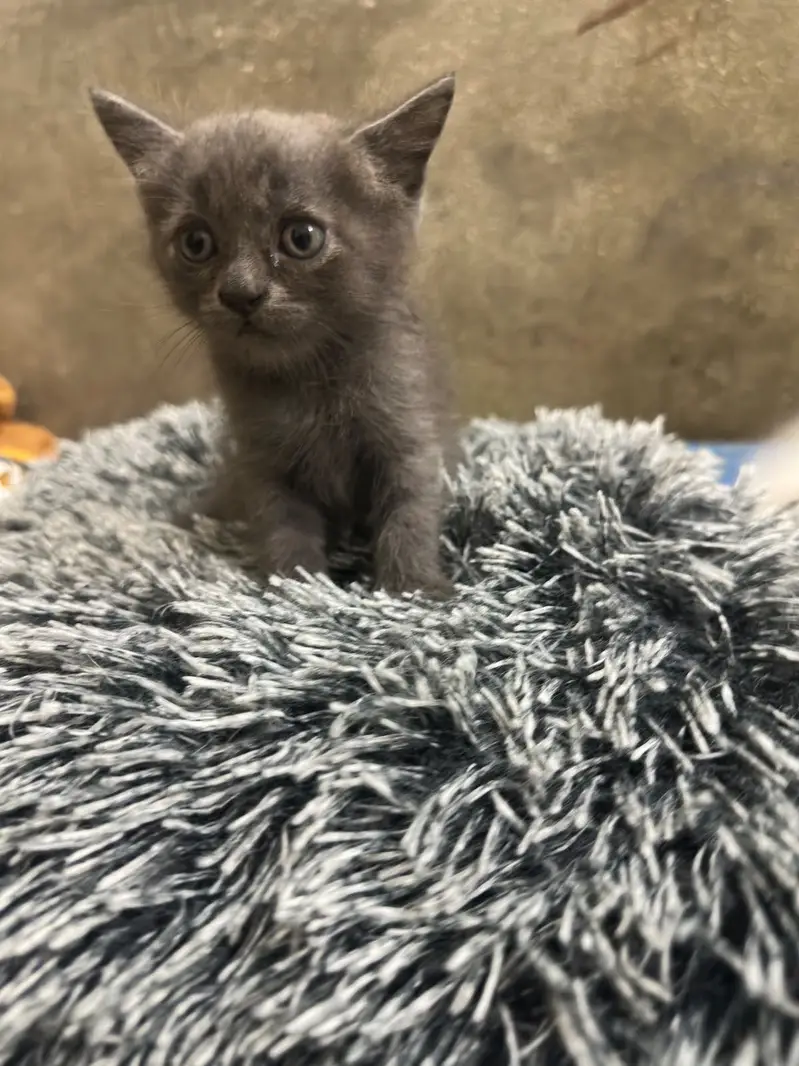 Persion kitten for sell Available in Grey or white colour — photo 3