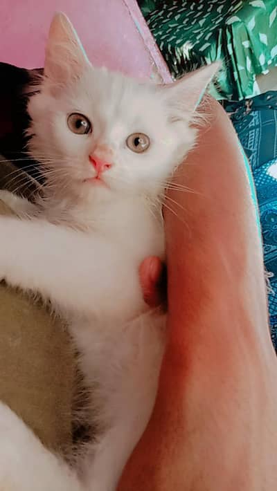 catss saller