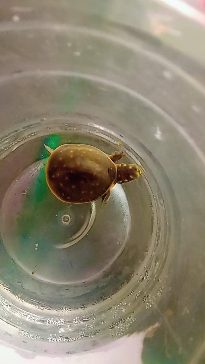 flap shel turtle 0