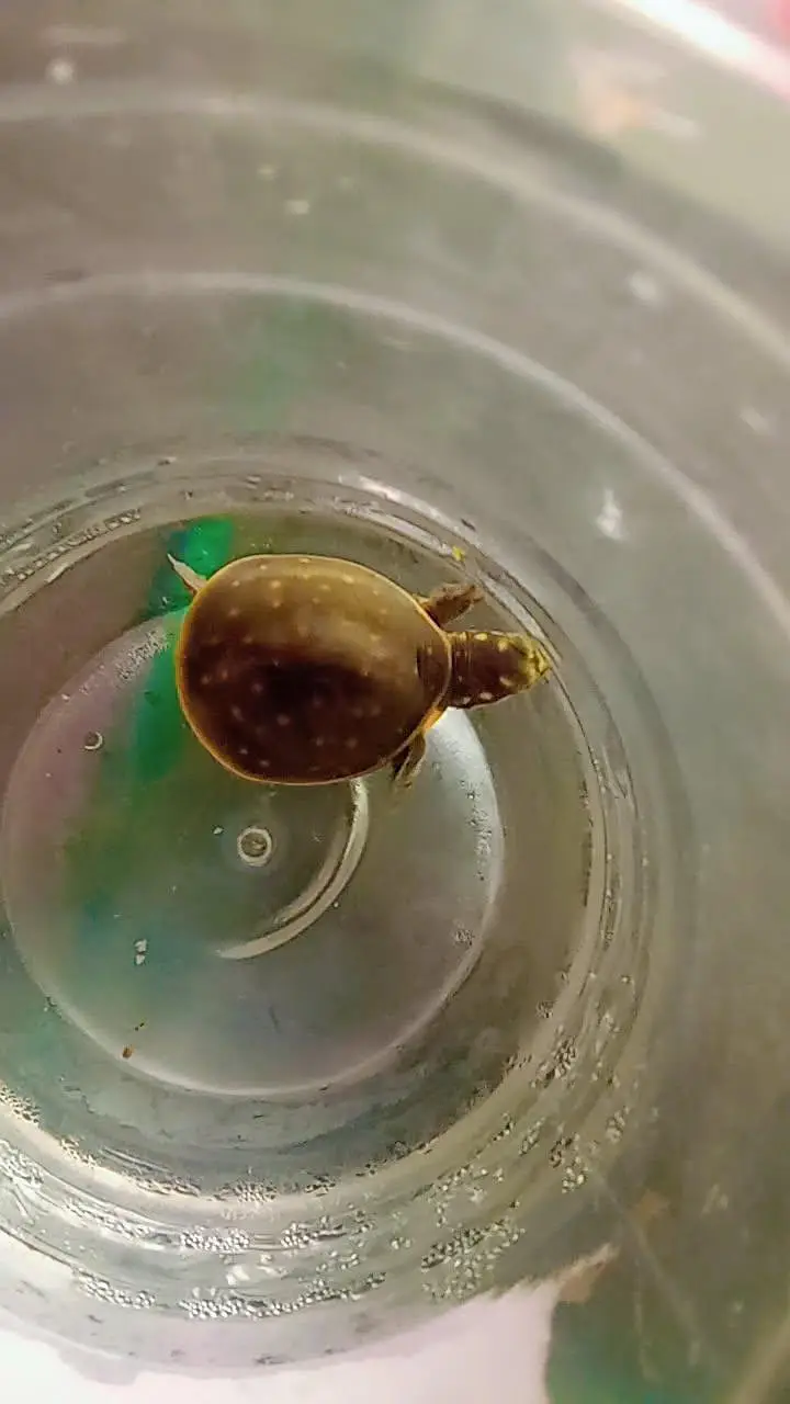 flap shel turtle
