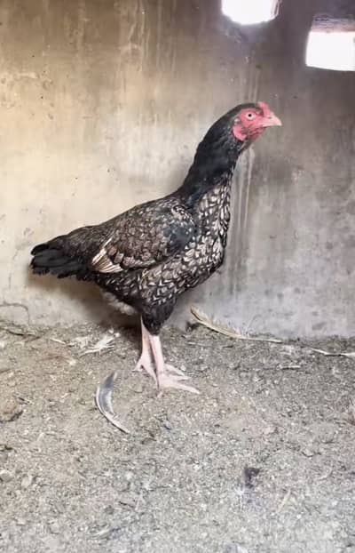 Pure Mianwali Aseel maadi