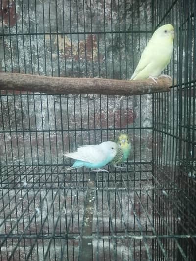 budgie
