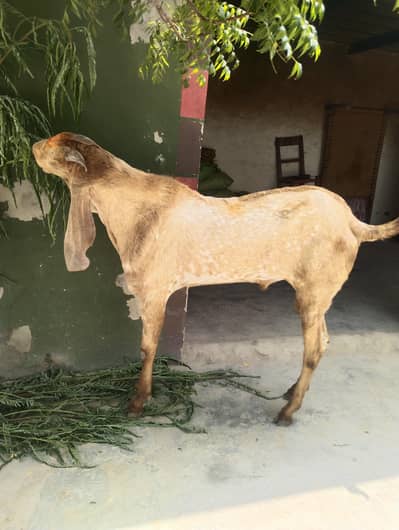 Bakra For Sale