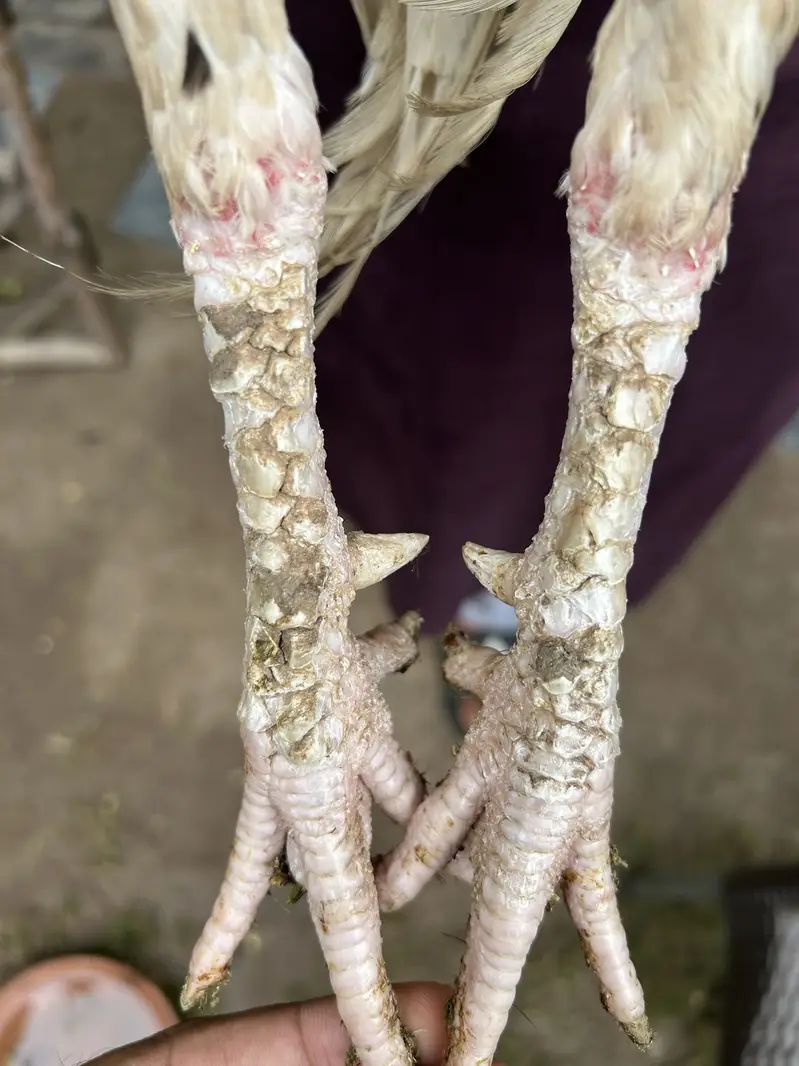Aseel mianwali — photo 3