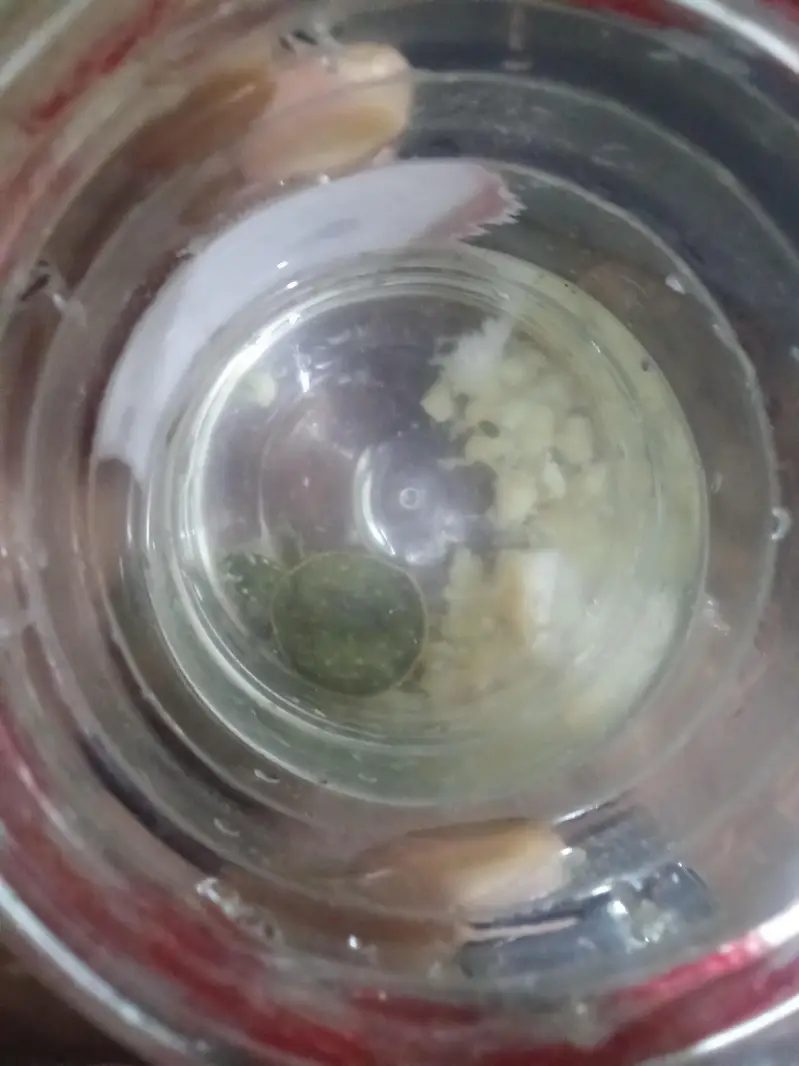 flap shel turtle — photo 2