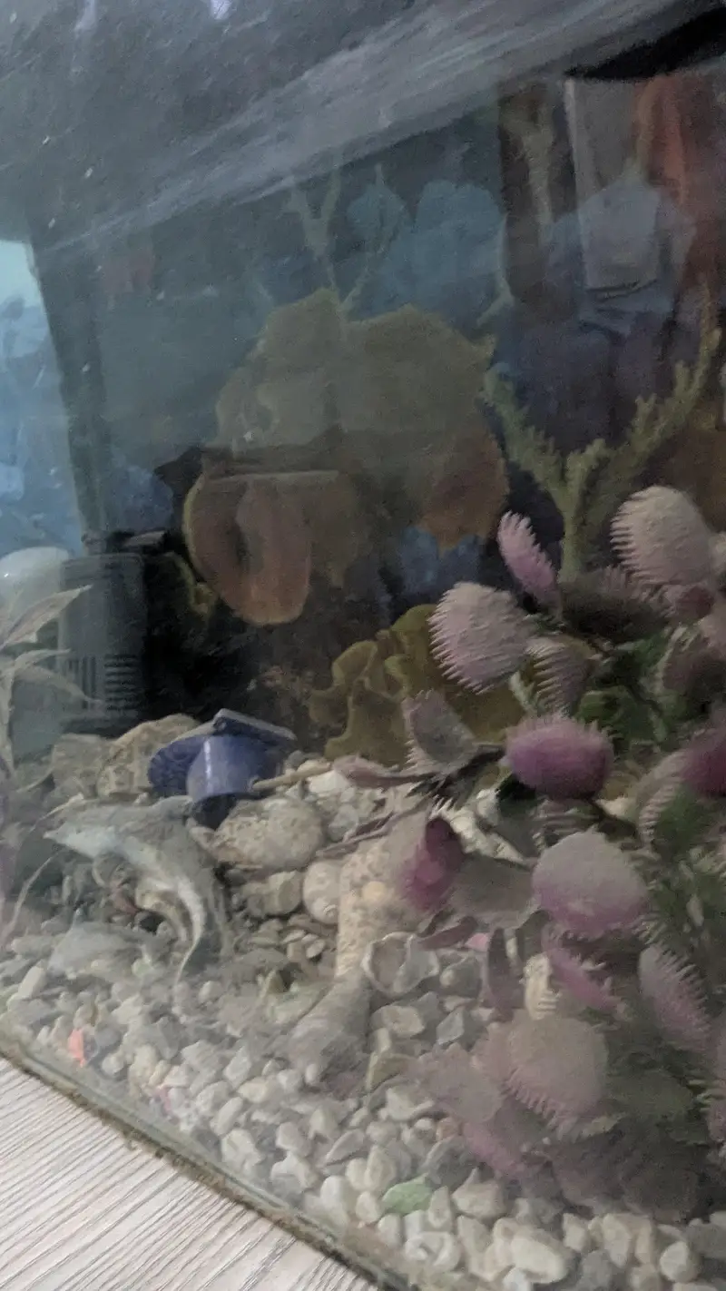 aquarium 24/12 height/18 — photo 5