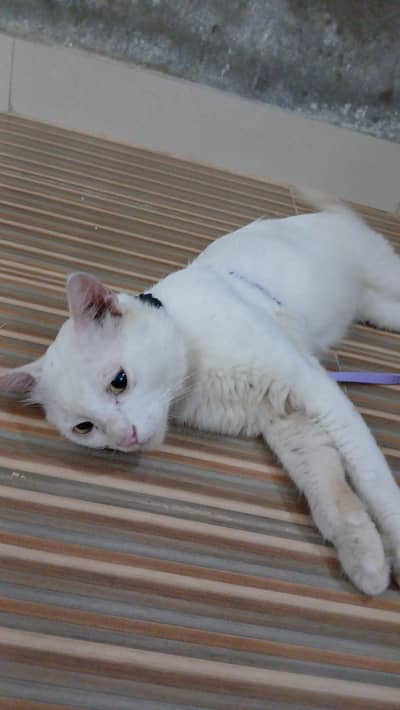 cute cat