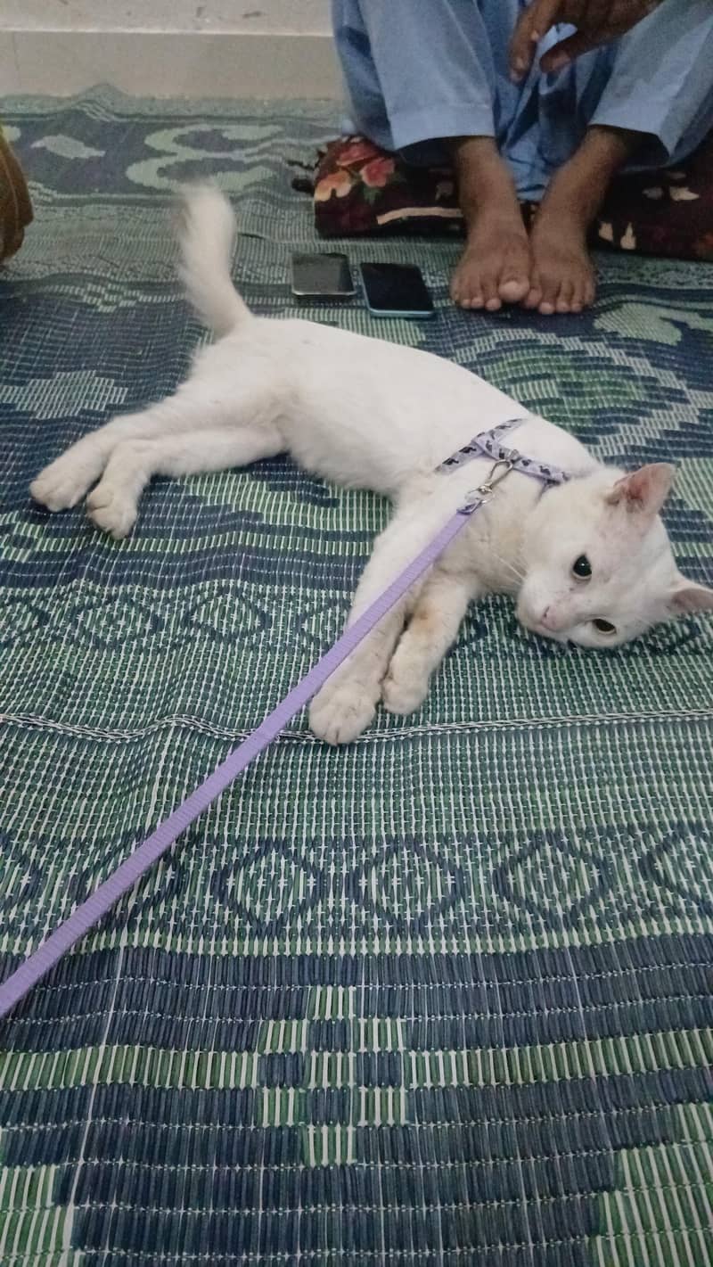 cute cat 1