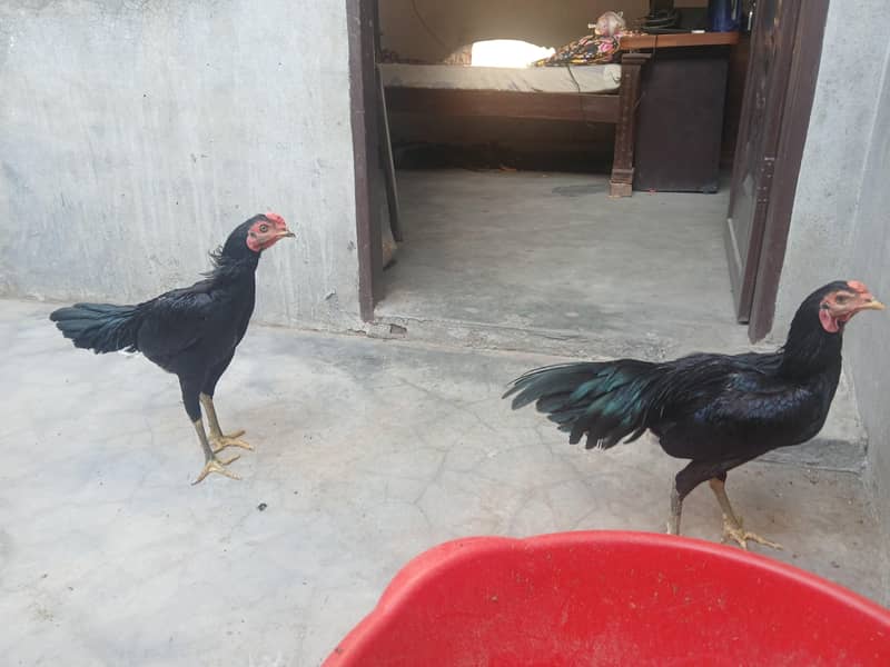 thai aseel pathay 2 4