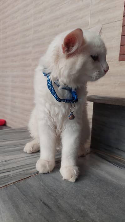 beautiful cat male