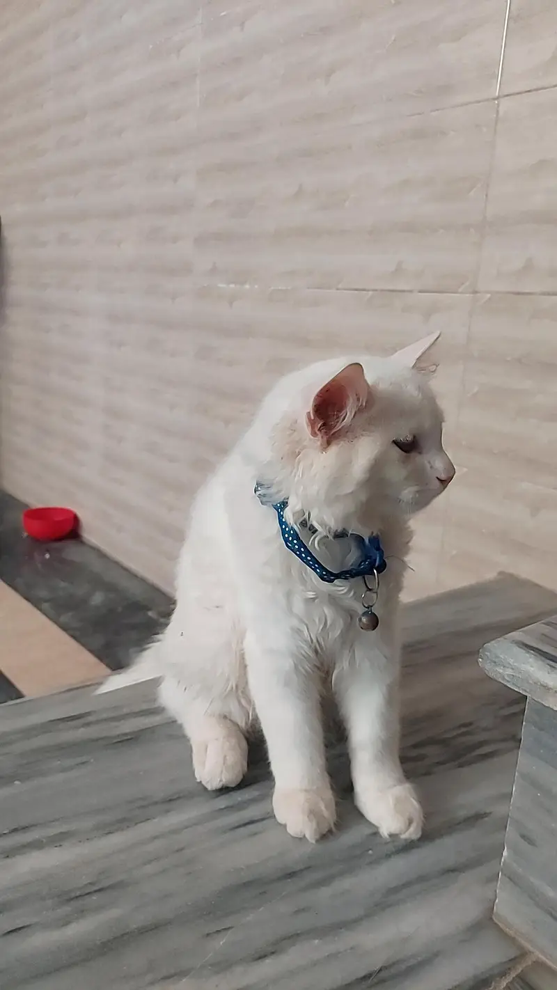 beautiful cat male — photo 2