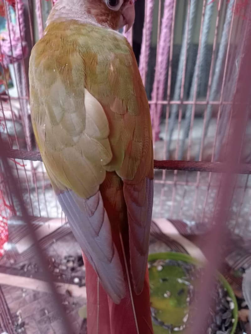 pineappel couner 2