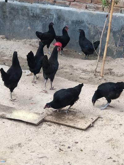 Black Hen | Austorlop Breed