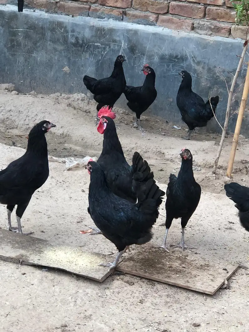 Black Hen | Austorlop Breed — photo 2