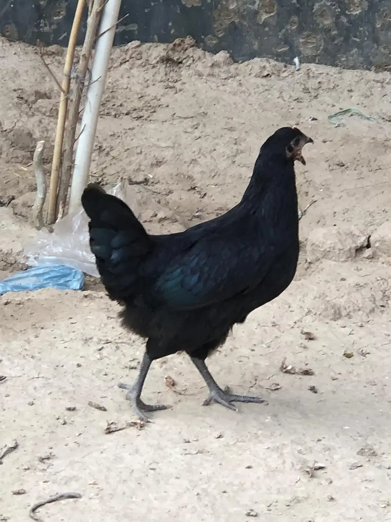 Black Hen | Austorlop Breed — photo 3