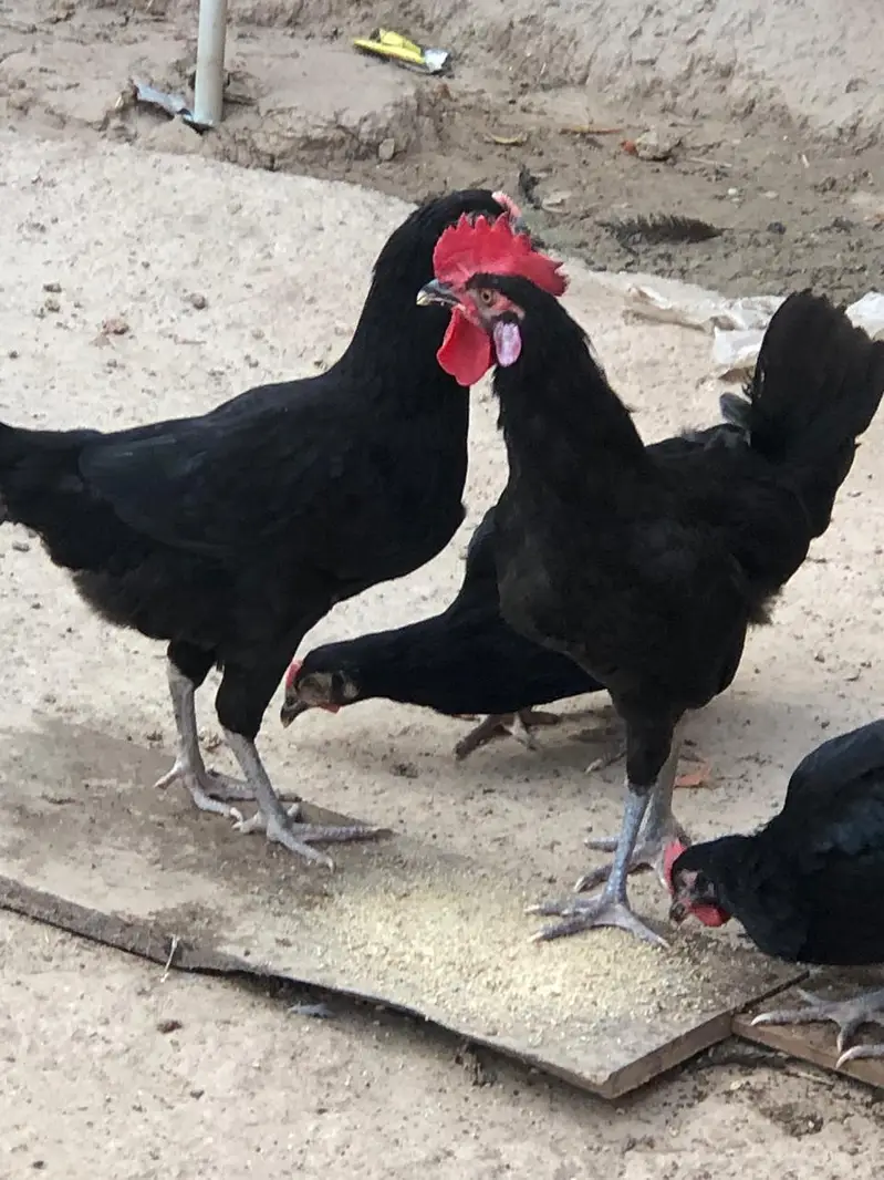 Black Hen | Austorlop Breed — photo 4