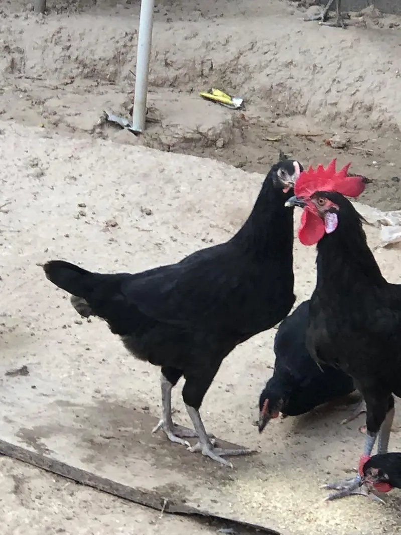 Black Hen | Austorlop Breed — photo 5
