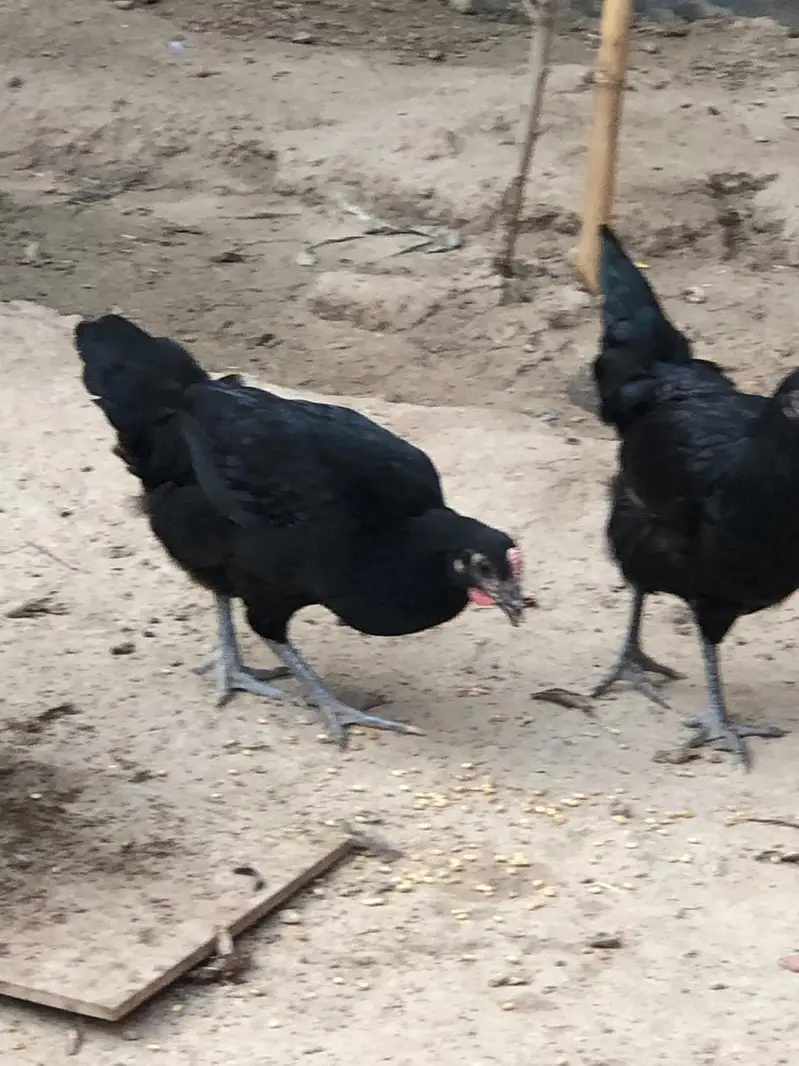 Black Hen | Austorlop Breed — photo 6