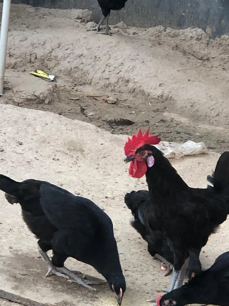 Black Hen | Austorlop Breed — photo 7
