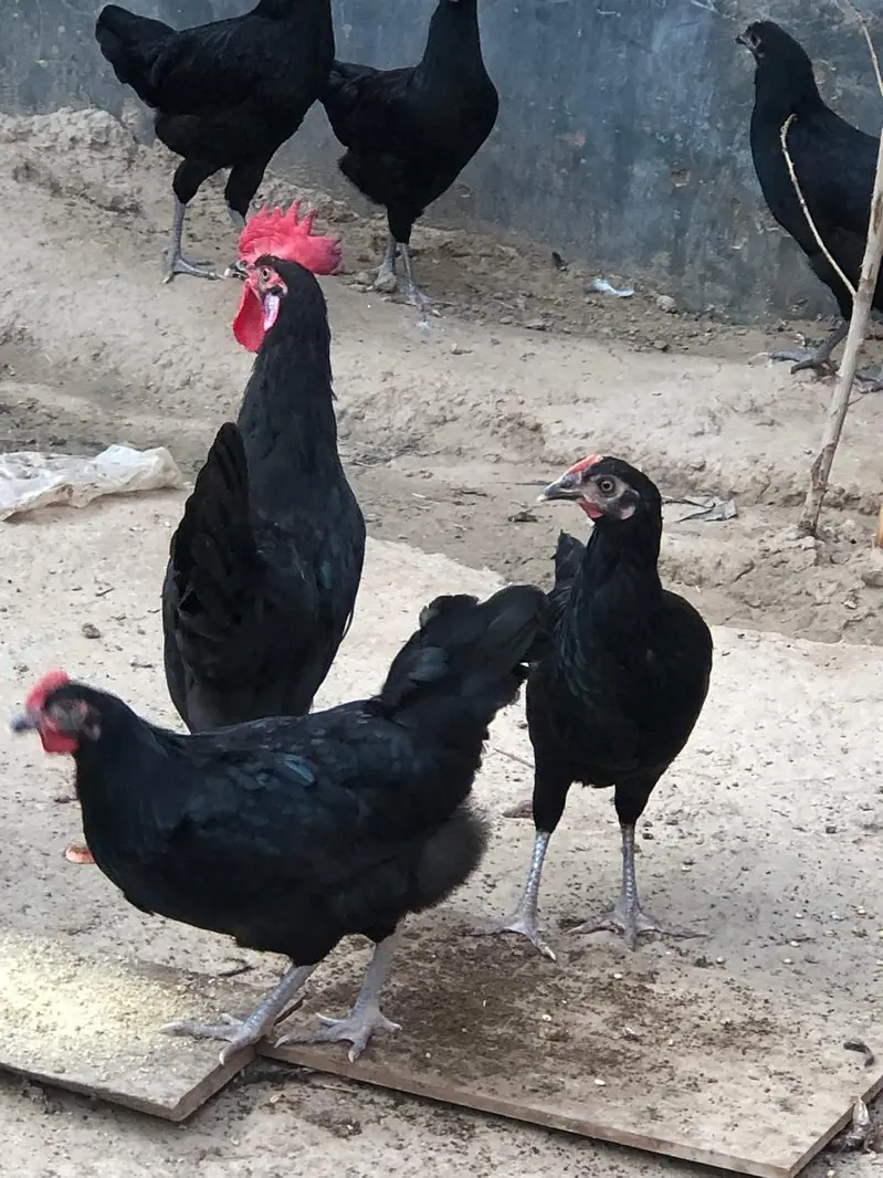 Black Hen | Austorlop Breed — photo 8