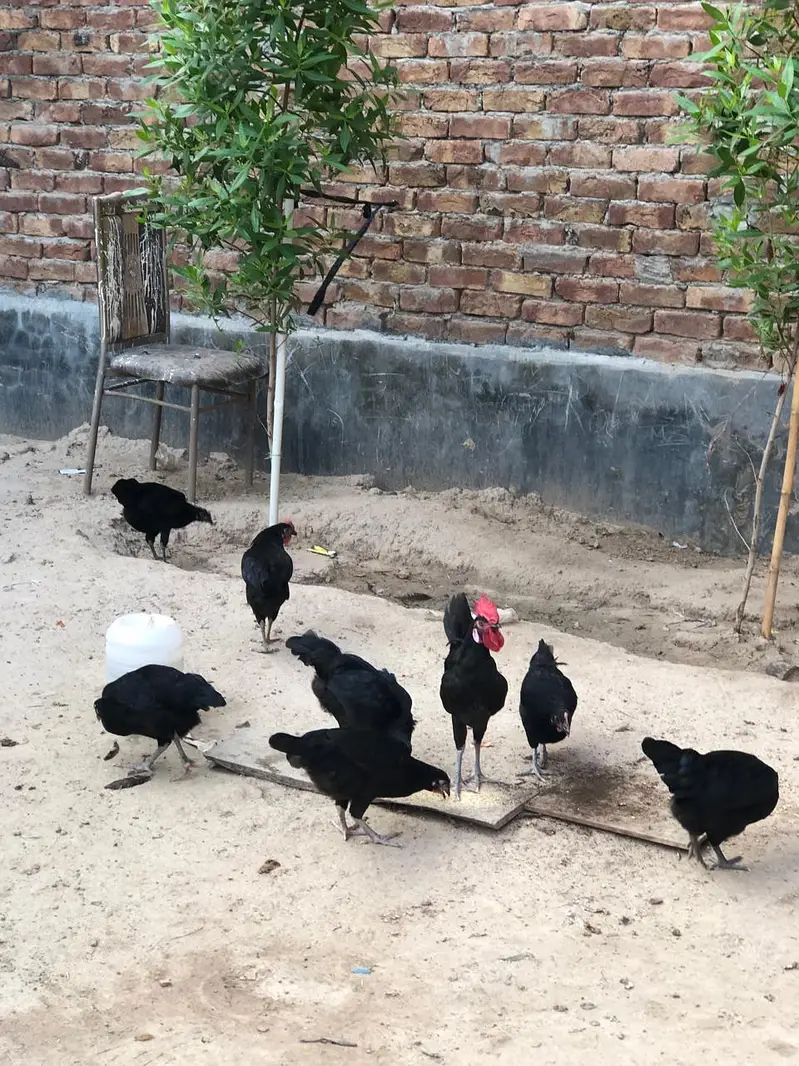 Black Hen | Austorlop Breed — photo 9