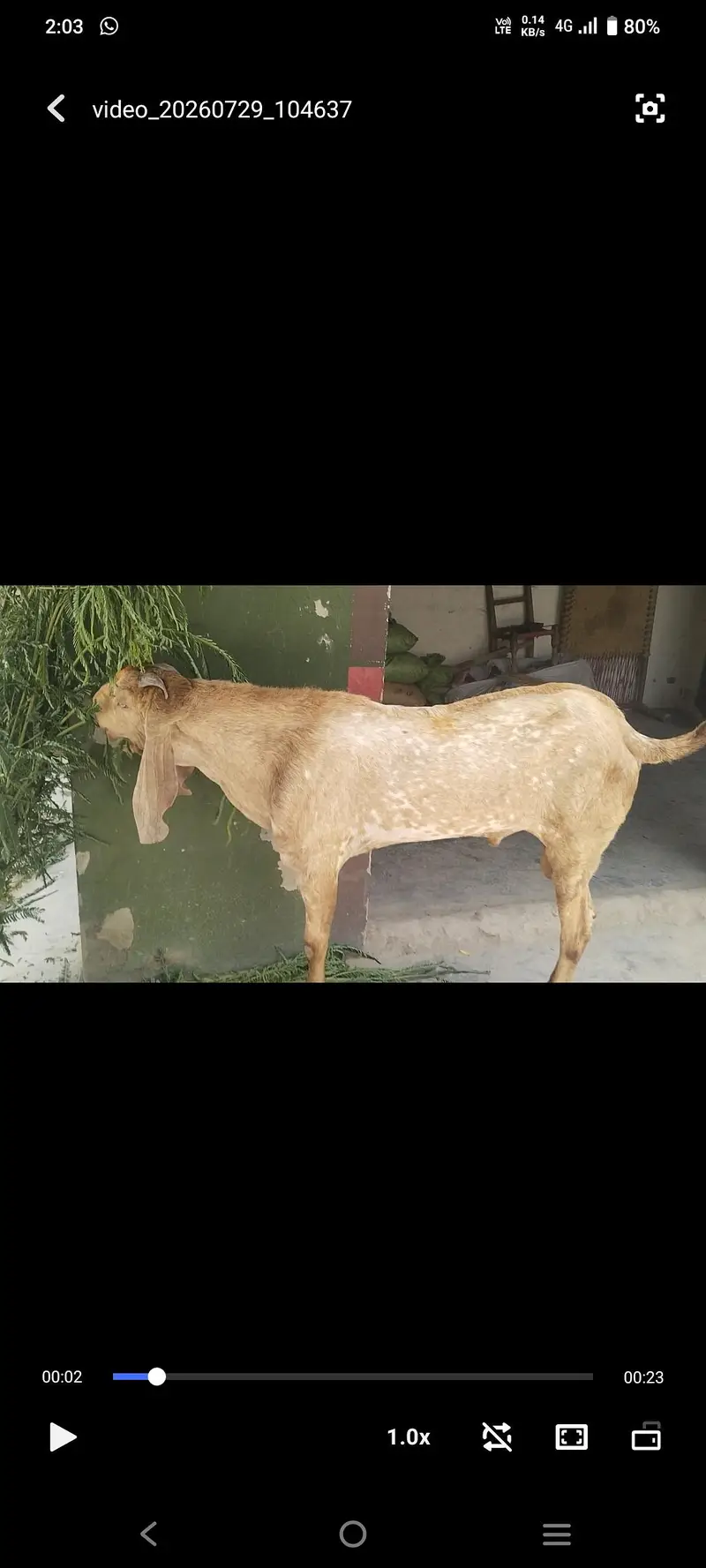 Bakra For Sale — photo 2