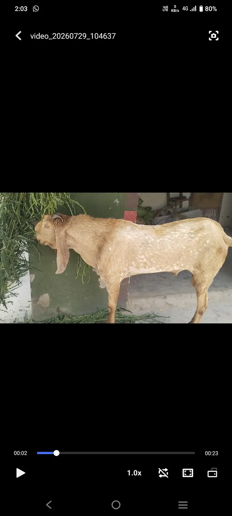 Bakra For Sale — photo 3