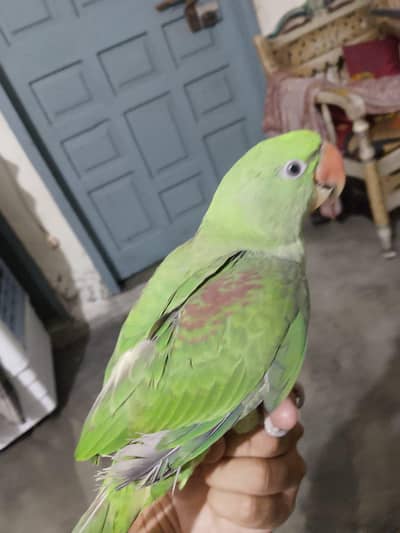 Talking Parrots for Sale