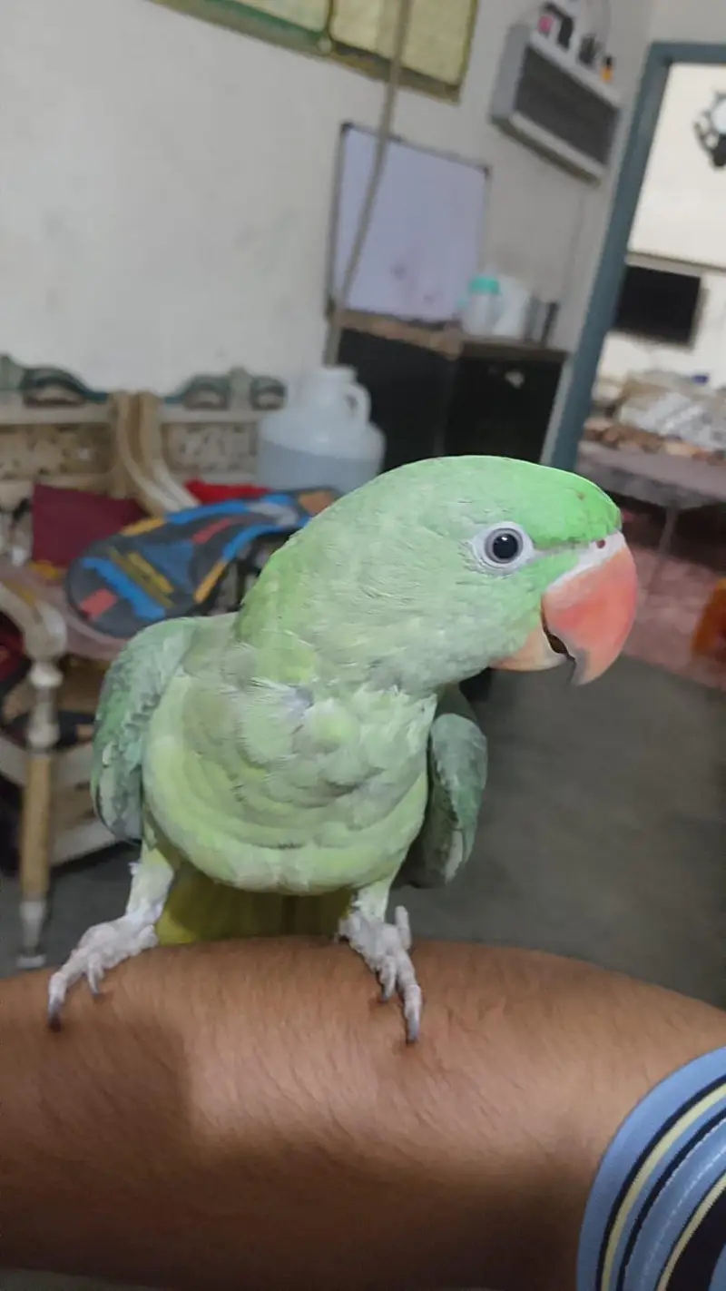 Talking Parrots for Sale — photo 2