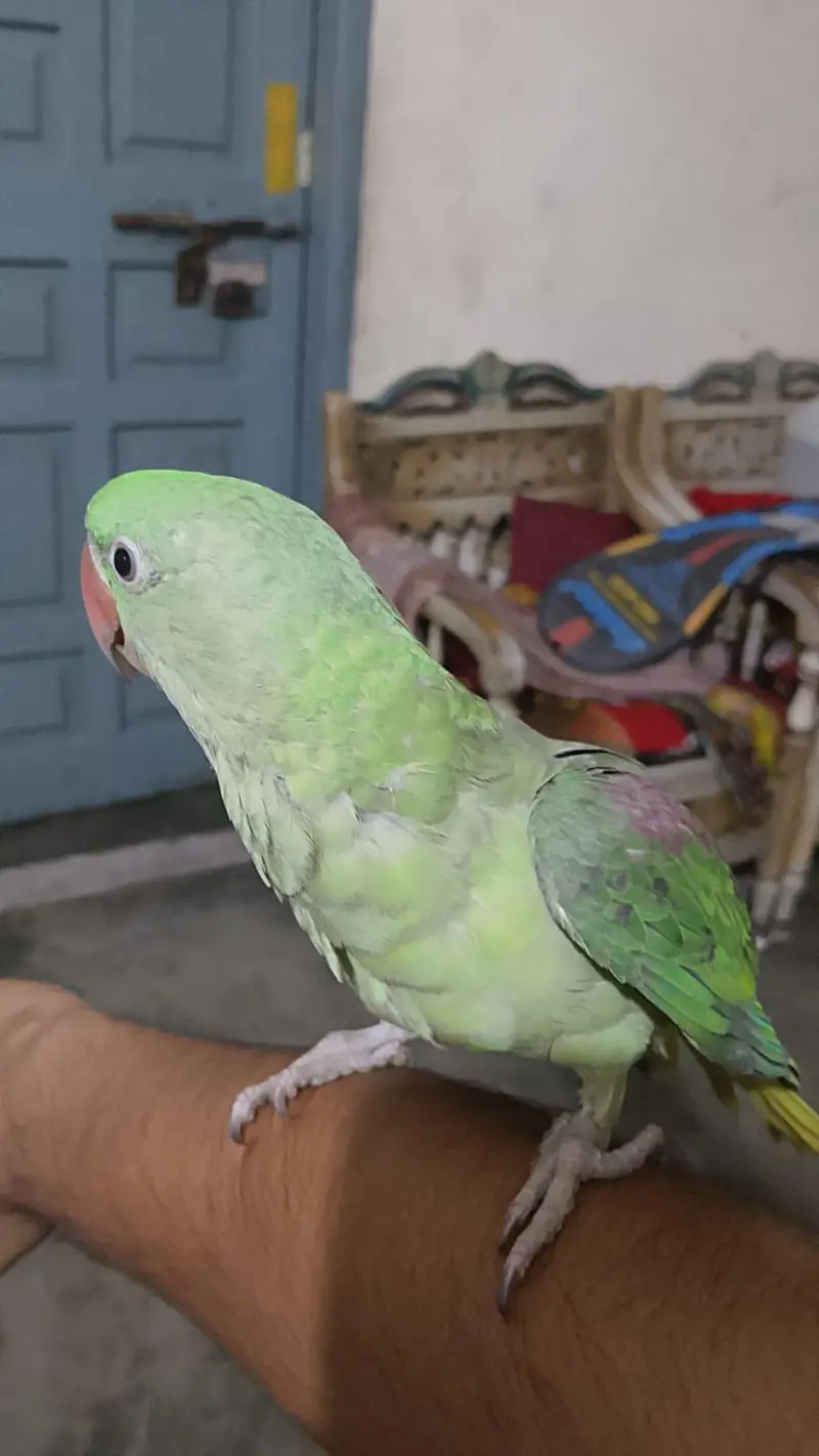 Talking Parrots for Sale — photo 3