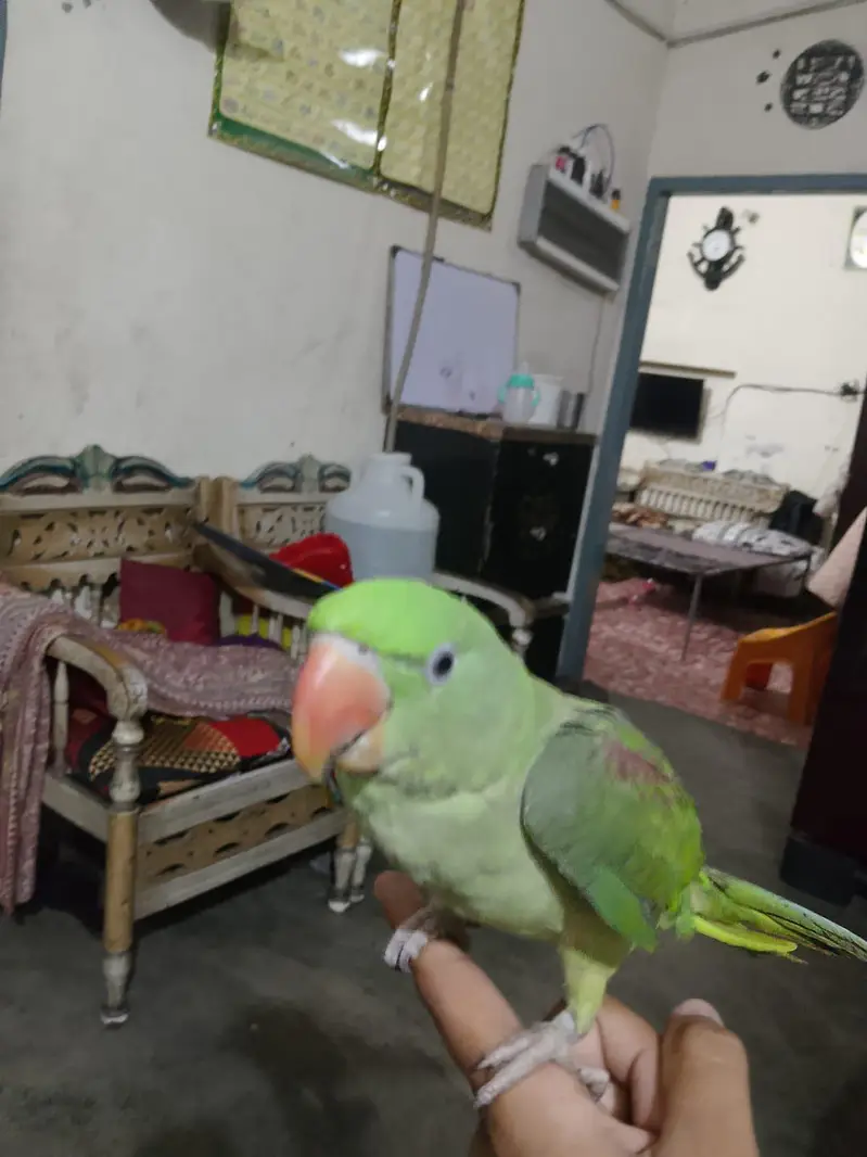 Talking Parrots for Sale — photo 4