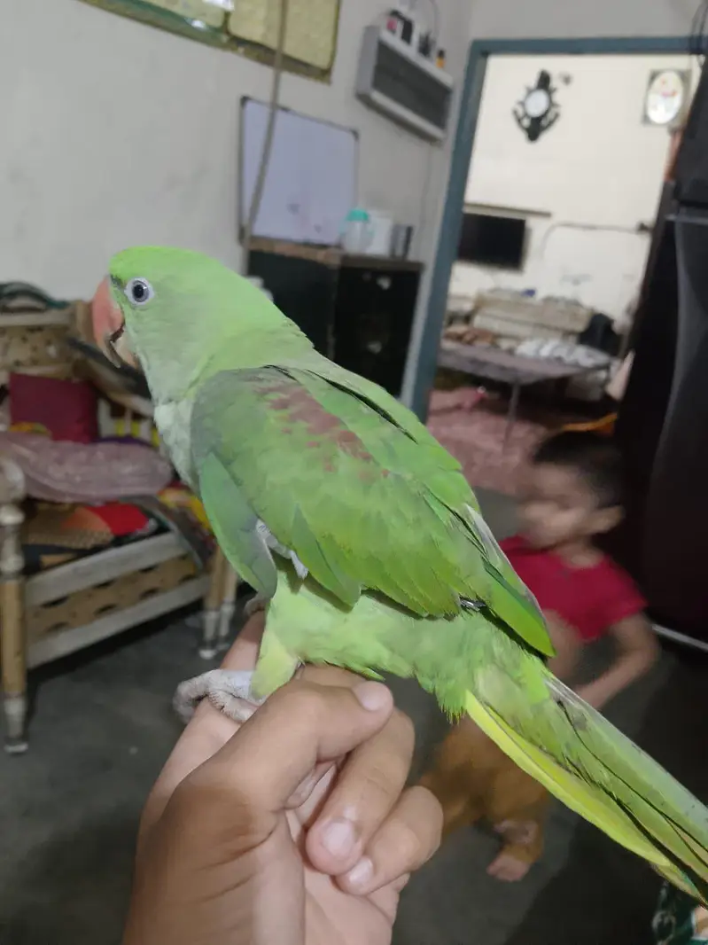 Talking Parrots for Sale — photo 5