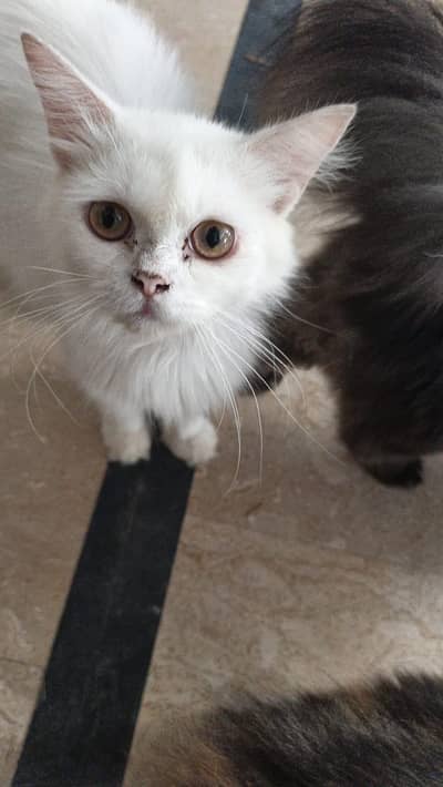 person cats for sale