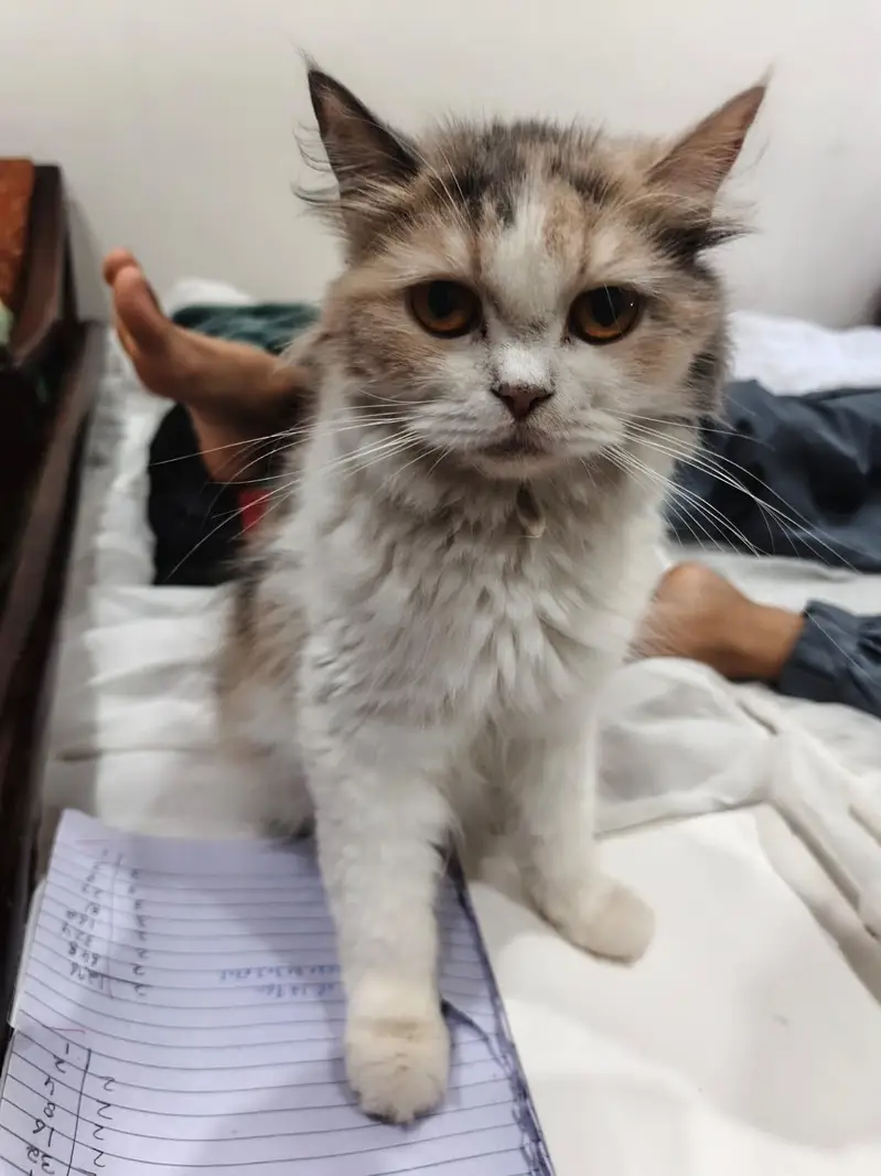 person cats for sale — photo 2