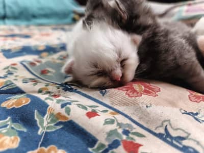 person cats for sale