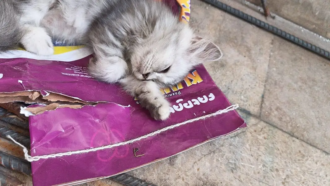person cats for sale — photo 4