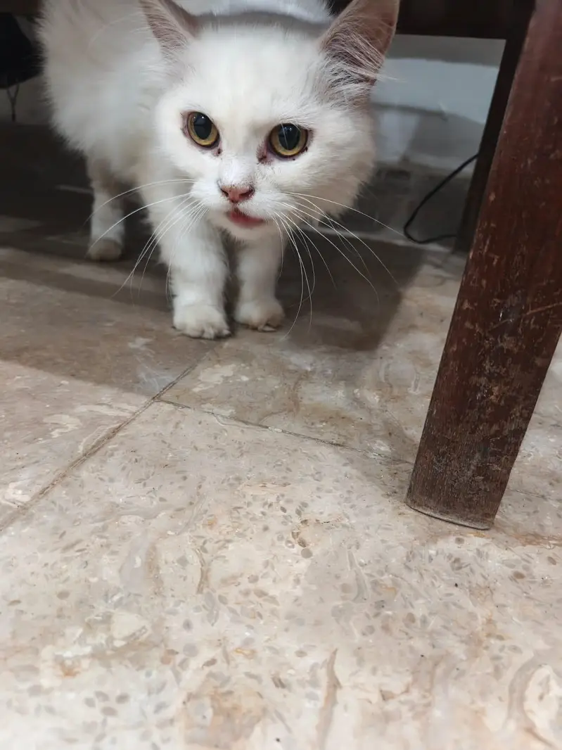 person cats for sale — photo 6