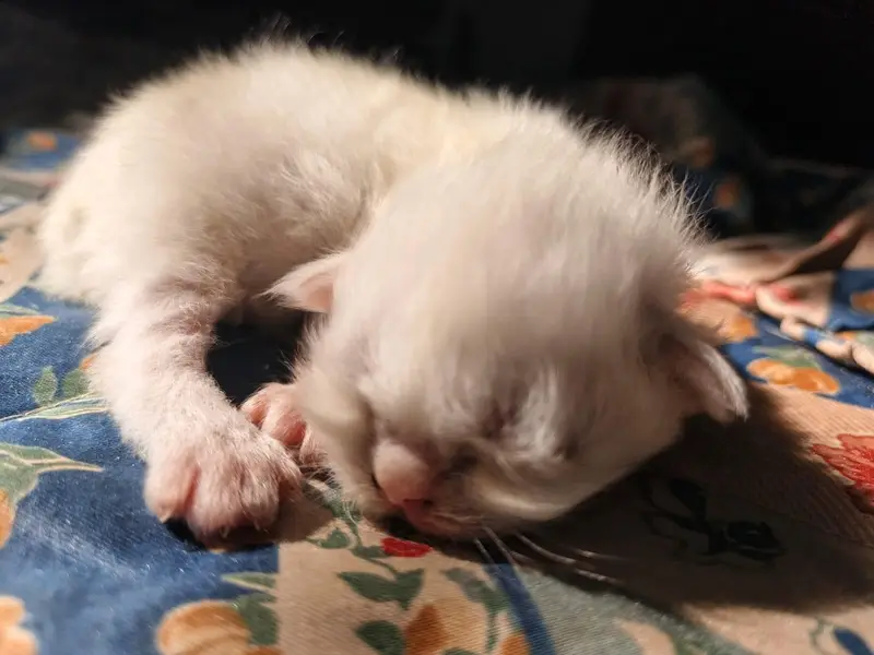 person cats for sale — photo 7