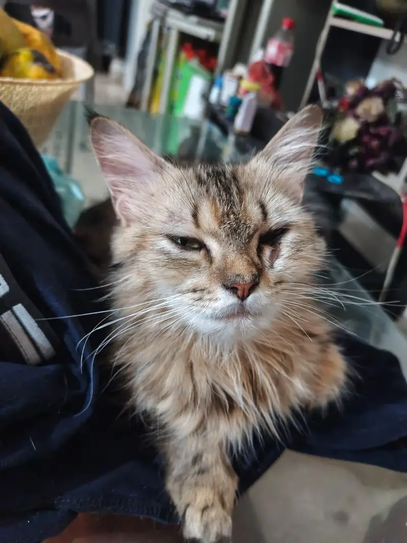 person cats for sale — photo 8