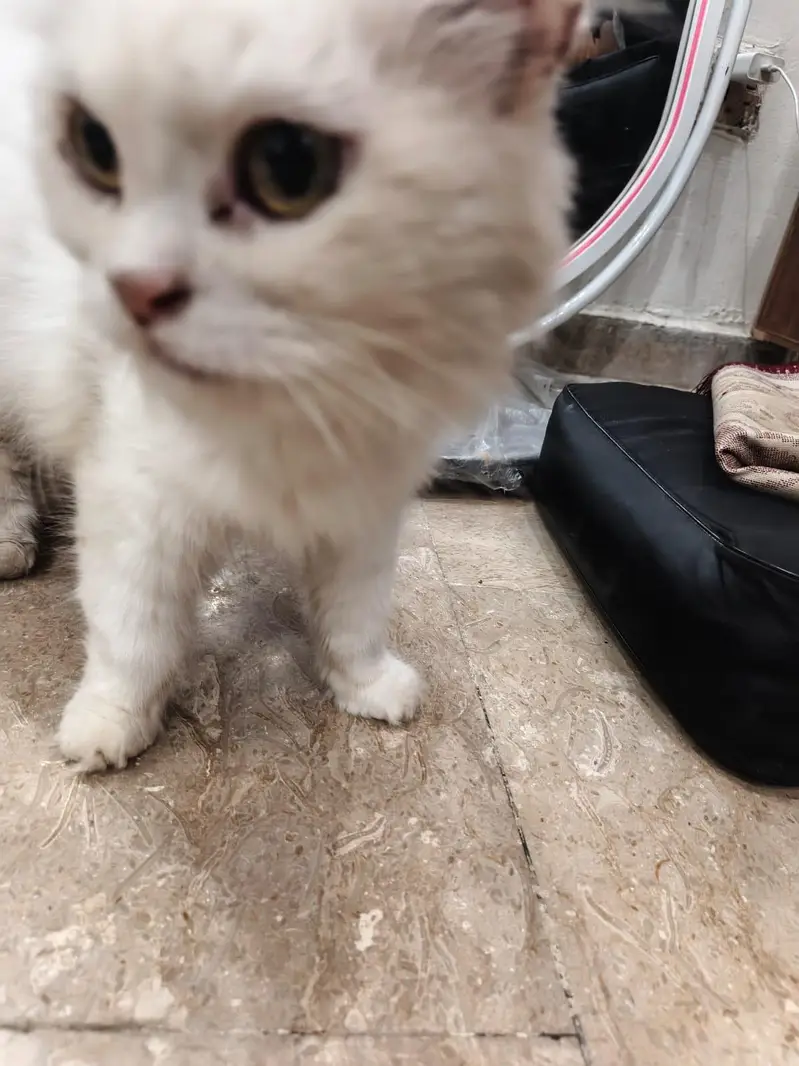 person cats for sale — photo 9