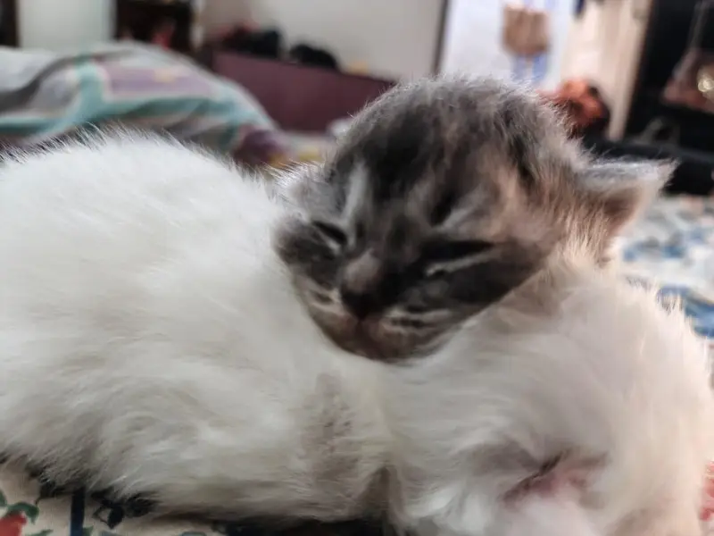 person cats for sale — photo 10