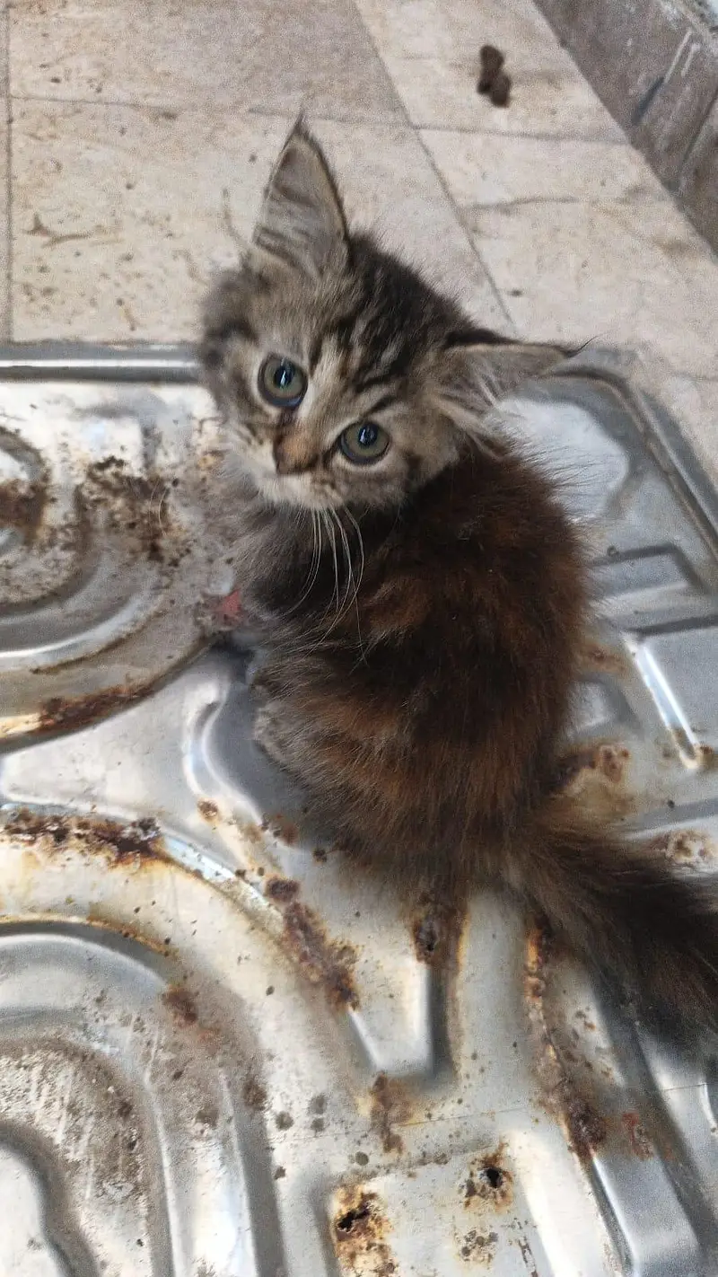 person cats for sale — photo 11