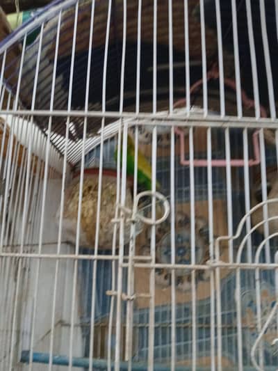 Australian parrots pair with cage