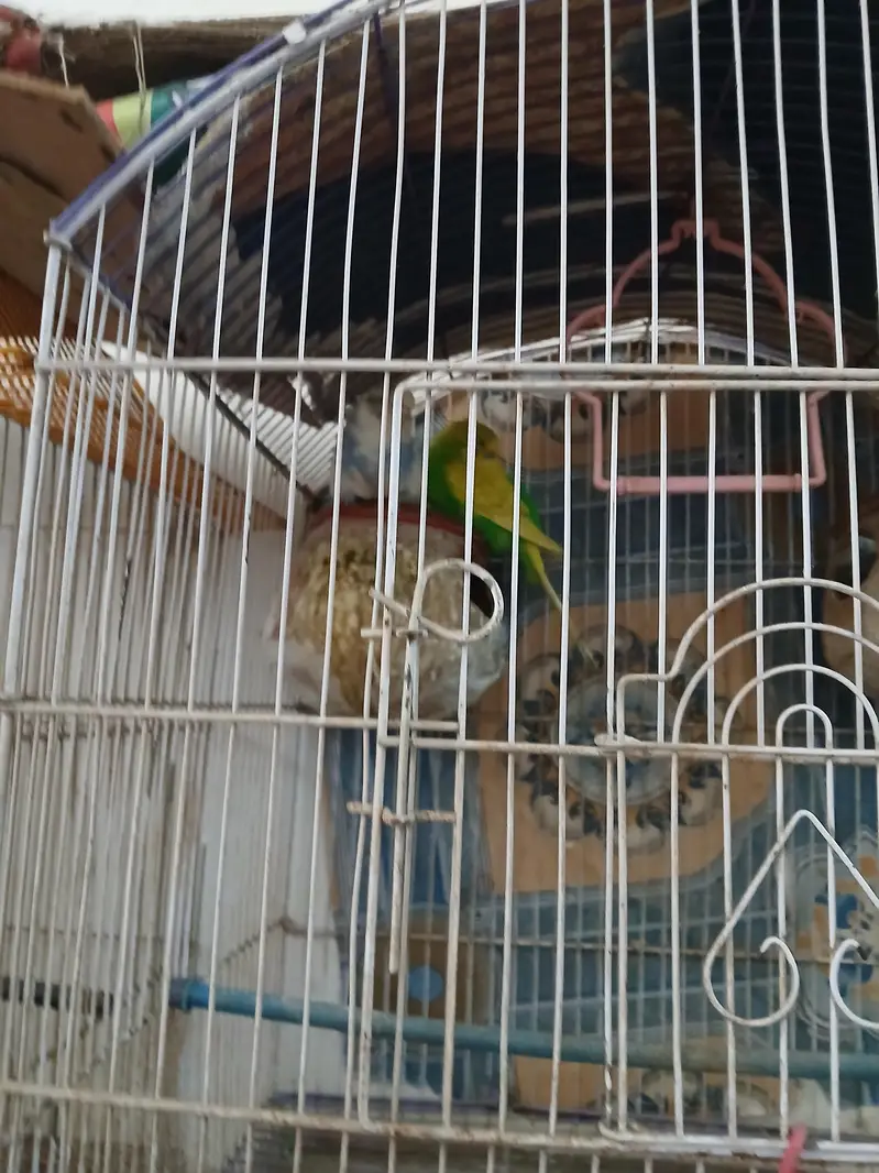 Australian parrots pair with cage — photo 2