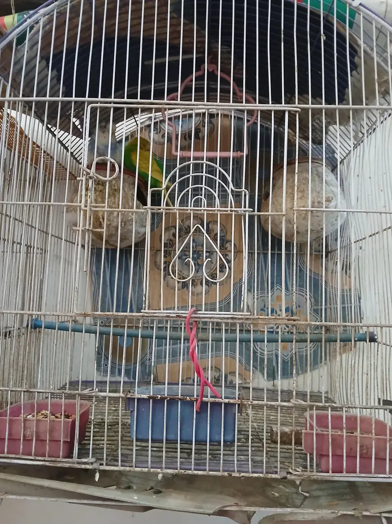 Australian parrots pair with cage — photo 3